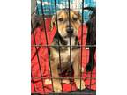 Adopt Shelby a Labrador Retriever, Mixed Breed