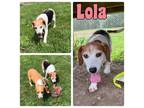 Adopt Lola a Beagle