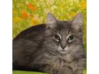 Adopt Lollipop a Domestic Medium Hair