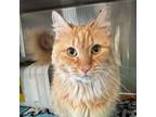 Adopt Eden a Domestic Long Hair