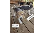 Adopt Titiana - Fostered in Omaha a Beagle