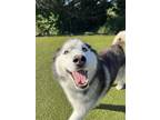 Adopt Kiya a Siberian Husky, Mixed Breed