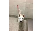 Adopt Flake a Siberian Husky, Mixed Breed