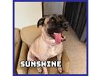 Adopt Sunshine a Mastiff