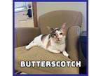 Adopt Butterscotch a Domestic Short Hair