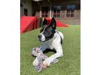 Adopt Clarabelle a Pit Bull Terrier, Mixed Breed