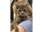 Adopt Spritz a Domestic Short Hair, Tabby