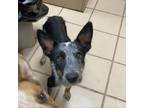 Adopt Blu Belle a Cattle Dog