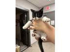 Adopt Mosey a Domestic Medium Hair, Domestic Short Hair