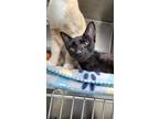 Adopt Lottie a Domestic Short Hair