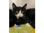 Adopt Marinera a Domestic Short Hair