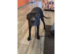 Adopt Asha Yrly 288 a Pit Bull Terrier