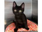 Adopt Lucy a Domestic Short Hair