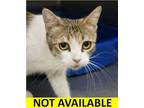 Adopt Meow Meow a Domestic Short Hair