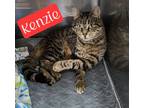 Adopt Kenzie a Domestic Short Hair