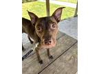 Adopt Gumball a Mixed Breed