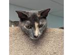 Adopt Violet a Domestic Short Hair