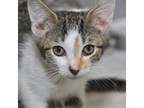 Adopt Dahlia a Domestic Short Hair