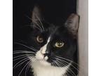 Adopt Buttercup a Domestic Short Hair