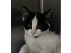 Adopt Scamper a Domestic Short Hair