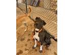 Adopt Panne a American Staffordshire Terrier, Mixed Breed