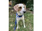 Adopt Alba a Hound, Mixed Breed