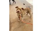 Adopt Sand Star a Pit Bull Terrier