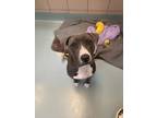 Adopt Zara a Pit Bull Terrier, Mixed Breed