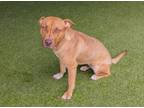 Adopt Geraldine a Labrador Retriever, Mixed Breed