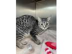 Adopt Princess a Domestic Short Hair