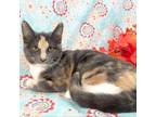 Adopt Rebecca a Domestic Short Hair