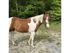 Adopt Calypso a Quarterhorse