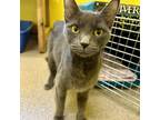 Adopt Squirrel a Domestic Short Hair