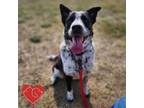 Adopt Onyx a Australian Cattle Dog / Blue Heeler