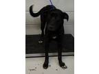 Adopt 87278 a Labrador Retriever