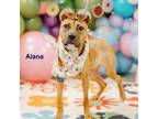 Adopt Alana a Mixed Breed