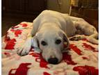 Adopt Snowbelle a Labrador Retriever, Great Pyrenees