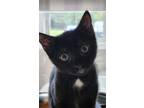 Adopt Cassandra a Domestic Short Hair