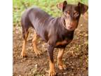 Adopt Virgo 24-08-001 a Dachshund, Miniature Pinscher