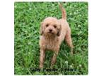 Adopt Abby a Poodle