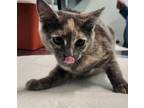 Adopt DOROTHY a Domestic Short Hair