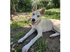 Adopt Breena a Shepherd