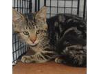 Adopt Josie (Sassy) a Domestic Short Hair