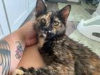 Adopt Poppy a Domestic Short Hair