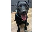 Adopt Blueberry a Mixed Breed