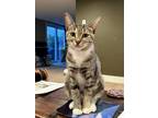 Adopt Pippy a Domestic Short Hair