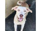 Adopt Honeydew a Labrador Retriever, Mixed Breed