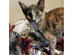 Adopt Reeces a Domestic Short Hair