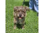 Adopt Justine a Mixed Breed