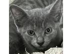 Adopt Donatella a Domestic Short Hair